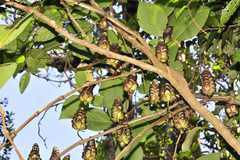 Strobilanthes luridus